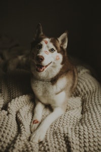 a husky dog laying on a blanket