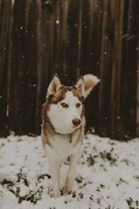 a husky dog standing in the snow